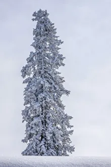 Solitary pine tree with hoarfrost in winter, Brixen im Thale, Brixen Valley, Tyrol Solitary pine tree with hoarfrost in winter, Brixen im Thale, Brixen Valley, Tyrol
