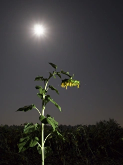 Solitary sunflower one night with the full moon Solitary sunflower one night with the full moon