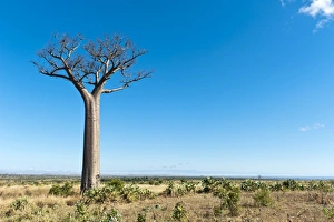Solitary tall Baobab tree -Adansonia digitata-, vast landscape near Tulear or Toliara Solitary tall Baobab tree -Adansonia digitata-, vast landscape near Tulear or Toliara