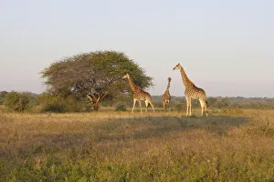 solitude, animal behavior, animals in the wild, attraction, blue sky, carefree, color solitude, animal behavior, animals in the wild, attraction, blue sky, carefree, color