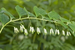 Solomons Seal, Davids Harp or Ladder-to-heaven -Polygonatum multiflorum-, Geneva, Genf Solomons Seal, Davids Harp or Ladder-to-heaven -Polygonatum multiflorum-, Geneva, Genf