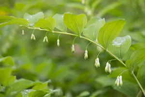 Solomons Seal or Eurasian Solomons Seal -Polygonatum multiflorum-, flowering, Thuringia Solomons Seal or Eurasian Solomons Seal -Polygonatum multiflorum-, flowering, Thuringia