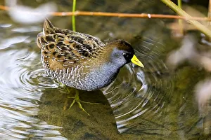 Nature wildlife/michael l baird photography/sora bird crake porzana carolina waterbird Nature wildlife/michael l baird photography/sora bird crake porzana carolina waterbird