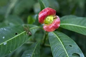 Sore-mouth bush -Psychotria poeppigiana, Cephalis tomentosa-, Monteverde, Puntarenas Province, Costa Rica Sore-mouth bush -Psychotria poeppigiana, Cephalis tomentosa-, Monteverde, Puntarenas Province, Costa Rica