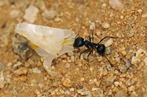 South African Harvester Ant -Messor capensis- worker carrying a seed husk South African Harvester Ant -Messor capensis- worker carrying a seed husk