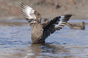 South Polar Skua -Stercorarius maccormicki-, showing white wing patches, aggressive behavior, a gesture of intimidation South Polar Skua -Stercorarius maccormicki-, showing white wing patches, aggressive behavior, a gesture of intimidation