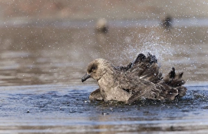 South Polar Skua -Stercorarius maccormicki- in water, bathing, Whalers Bay, Deception Island, South Shetland Islands South Polar Skua -Stercorarius maccormicki- in water, bathing, Whalers Bay, Deception Island, South Shetland Islands