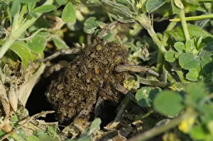 South Russian Tarantula -Lycosa singoriensis- carrying spiderlings on the back, Bulgaria South Russian Tarantula -Lycosa singoriensis- carrying spiderlings on the back, Bulgaria