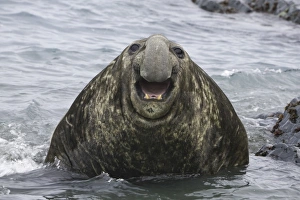Southern elephant seal bull emerging from sea Southern elephant seal bull emerging from sea