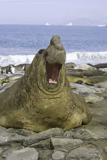 Southern elephant seal bull roaring Southern elephant seal bull roaring