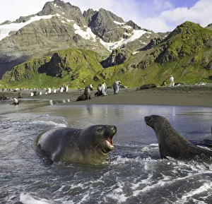 Southern elephant seal pup barking at Antarctic fur seal in surf Southern elephant seal pup barking at Antarctic fur seal in surf