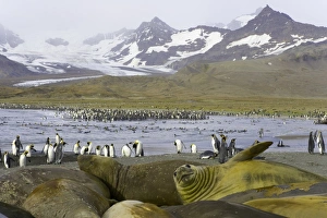 Southern elephant seals molting on beach in king penguin rookery Southern elephant seals molting on beach in king penguin rookery