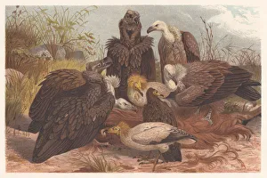 Southern European vultures, lithograph, published in 1882 Southern European vultures, lithograph, published in 1882