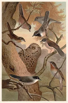 Southern European warblers, lithograph, published in 1882 Southern European warblers, lithograph, published in 1882
