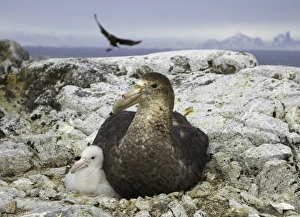 Southern giant petrel and chick, Antarctic Pen Southern giant petrel and chick, Antarctic Pen