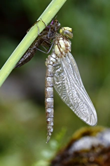 Southern Hawker or Blue Darner -Aeshna cyanea-, dragonfly freshly emerged attached to larva skin Southern Hawker or Blue Darner -Aeshna cyanea-, dragonfly freshly emerged attached to larva skin