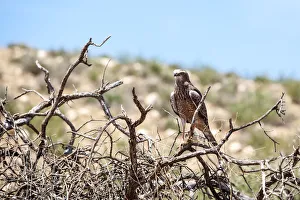 The (southern) pale chanting goshawk (Melierax canorus) is a bird of prey in the family Accipitridae The (southern) pale chanting goshawk (Melierax canorus) is a bird of prey in the family Accipitridae