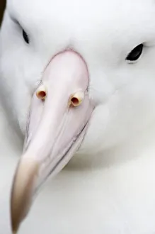 Southern Royal Albatross (Diomedea epomophora) Southern Royal Albatross (Diomedea epomophora)