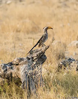 Southern Yellow-billed Hornbill -Tockus leucomelas- perched on an old tree stump, Etosha National Park, Namibia Southern Yellow-billed Hornbill -Tockus leucomelas- perched on an old tree stump, Etosha National Park, Namibia