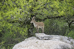 Spanish Ibex -Capra pyrenaica hispanica-, Antequera, Andalusia, Spain Spanish Ibex -Capra pyrenaica hispanica-, Antequera, Andalusia, Spain
