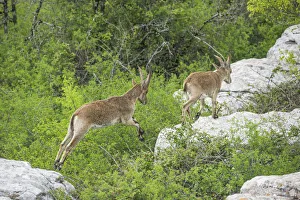 Spanish Ibexes -Capra pyrenaica hispanica-, Antequera, Andalusia, Spain Spanish Ibexes -Capra pyrenaica hispanica-, Antequera, Andalusia, Spain