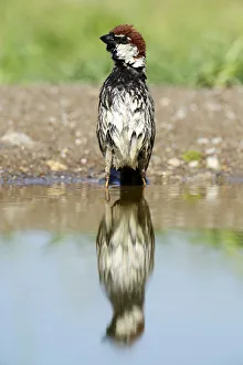 Spanish Sparrow or Willow Sparrow -Passer hispaniolensis- with its reflection in the water, Rhodopes, Bulgaria Spanish Sparrow or Willow Sparrow -Passer hispaniolensis- with its reflection in the water, Rhodopes, Bulgaria
