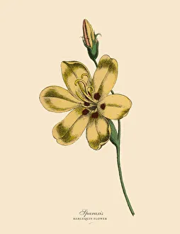 Sparaxis or Harlequin Flower Plants, Victorian Botanical Illustration Sparaxis or Harlequin Flower Plants, Victorian Botanical Illustration