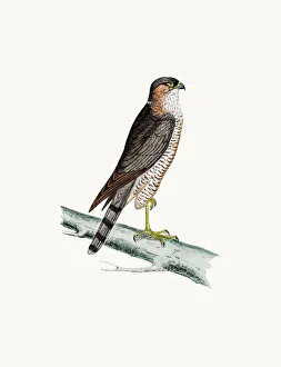 Digital vision vectors/bird lithographs/sparrow hawk bird prey Digital vision vectors/bird lithographs/sparrow hawk bird prey