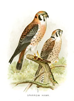 Sparrow hawk lithograph 1897 Sparrow hawk lithograph 1897