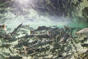 Spawning Salmon, Katmai National Park, Alaska Spawning Salmon, Katmai National Park, Alaska