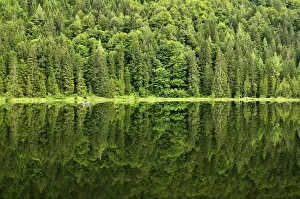 Spechtensee lake, reflections of a pine forest in the water Spechtensee lake, reflections of a pine forest in the water