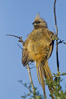 Speckled mousebird -Colius striatus- at Addo Elephant Park, South Africa Speckled mousebird -Colius striatus- at Addo Elephant Park, South Africa