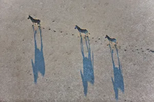 Spectacular Aerial view of migrating Burchells zebras casting a shadow as they walk Spectacular Aerial view of migrating Burchells zebras casting a shadow as they walk