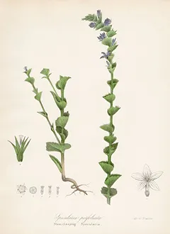 Specularia plant botanical engraving 1843 Specularia plant botanical engraving 1843