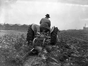 <b class=qtipBold><figcaption>Speedy Tractor</figcaption></b><br>19th September 1946: Demonstrating a new Ferguson tractor and ploughshare, the latter can be raised from the driver's seat enabling the tractor to be driven along a road of speeds up to 30mph. It can also plough to the edge of a field because of a reverse gear. (Photo by J. A. Hampton/Topical Press Agency/Getty Images)<br><em>© This content is subject to copyright.</em> Speedy Tractor