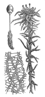 Sphagnum palustre (Sphagnum cymbifolium, prairie sphagnum or blunt-leaved bogmoss) Sphagnum palustre (Sphagnum cymbifolium, prairie sphagnum or blunt-leaved bogmoss)