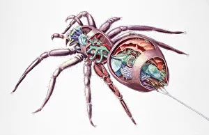 Spider (Araneae), internal anatomy, cross-section Spider (Araneae), internal anatomy, cross-section