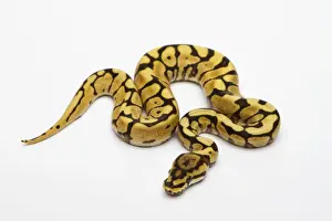 Prints of Spider Phantom Yellow Belly Ball Python or Royal Python -Python regius-, male Ball Python Prints: Spider Phantom Yellow Belly Ball Python Print