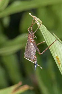 Spiny lobster Bush cricket -Panoploscelis specularis-, Katydid, female, Tiputini rain forest, Yasuni National Park Spiny lobster Bush cricket -Panoploscelis specularis-, Katydid, female, Tiputini rain forest, Yasuni National Park