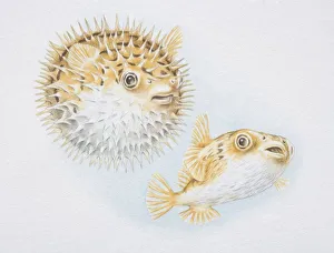 Spiny puffer, Diodon holocanthus, in ordinary and blown up states, side view Spiny puffer, Diodon holocanthus, in ordinary and blown up states, side view