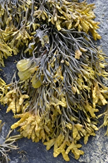 Spiral Wrack or Flat Wrack -Fucus spiralis- and Chanelled Wrack -Pelvetia canaliculata Spiral Wrack or Flat Wrack -Fucus spiralis- and Chanelled Wrack -Pelvetia canaliculata