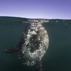 Split view of an ocean sunfish feeding at the surface, just outside Langebaan Harbour Split view of an ocean sunfish feeding at the surface, just outside Langebaan Harbour