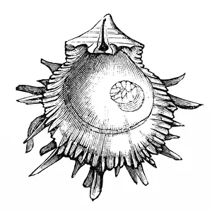 Spondylus gaederopus seashell conch shell Spondylus gaederopus seashell conch shell