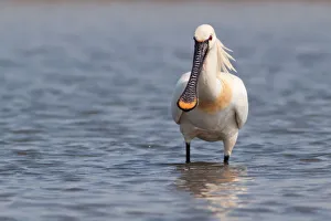 Spoonbill -Platalea leucorodia- standing in water, Texel, The Netherlands Spoonbill -Platalea leucorodia- standing in water, Texel, The Netherlands