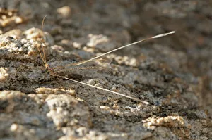 Spoonwing Lacewing -Nemeura gracilis-, Goegap Nature Reserve, Namaqualand, South Africa, Africa Spoonwing Lacewing -Nemeura gracilis-, Goegap Nature Reserve, Namaqualand, South Africa, Africa