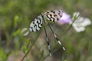 Spoonwing, lacewing -Nemoptera sinuata-, near Lake Kerkini, Greece, Europe Spoonwing, lacewing -Nemoptera sinuata-, near Lake Kerkini, Greece, Europe