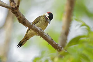 Spot-breasted Woodpecker (Colaptes punctigula) Spot-breasted Woodpecker (Colaptes punctigula)
