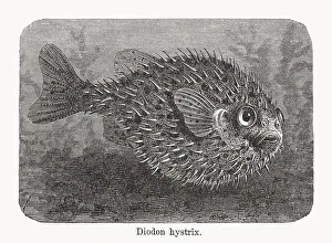 Spot-fin porcupinefish (Diodon hystrix), wood engraving, published in 1893 Spot-fin porcupinefish (Diodon hystrix), wood engraving, published in 1893