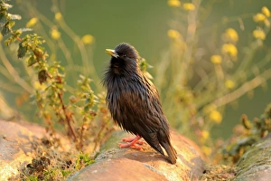 Spotless Starling -Sturnus unicolor-, perched on roof tile Spotless Starling -Sturnus unicolor-, perched on roof tile