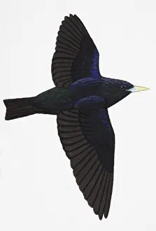 Spotless Starling (Sturnus unicolor), adult Spotless Starling (Sturnus unicolor), adult
